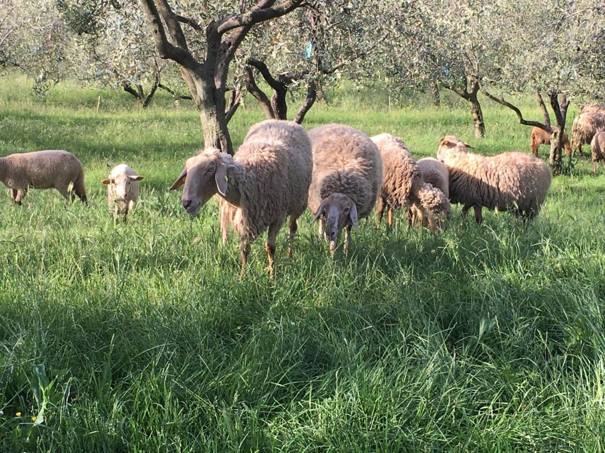 Agriturismo Casa Rosa Verona Eksteriør billede